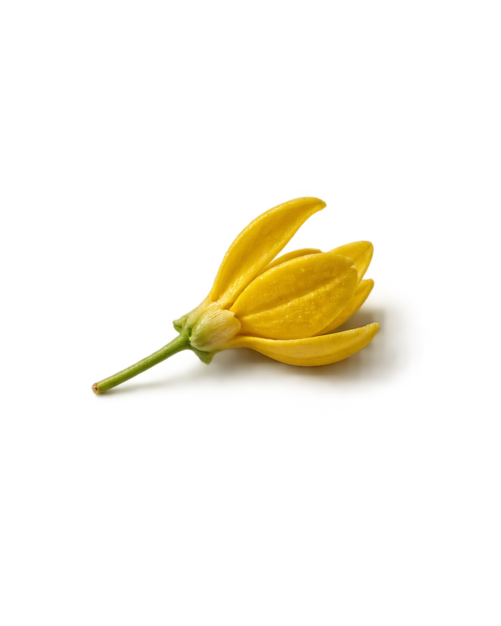 ylang ylang essential oil