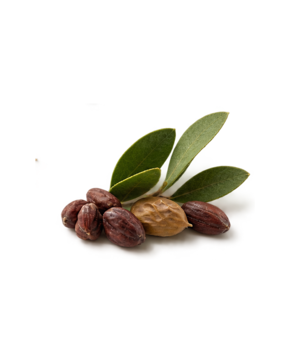 jojoba oil