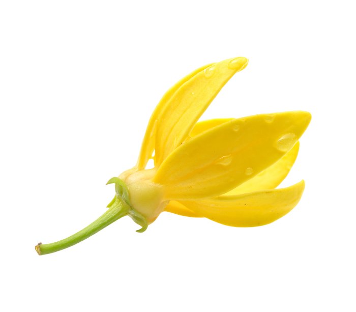 ylang ylang